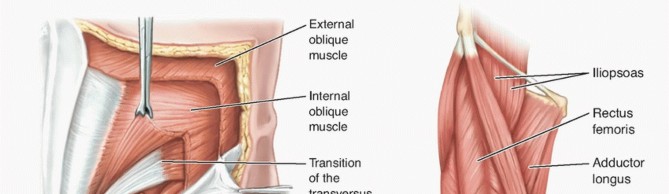 Decode Pubic Bone Joint Pain: Athletic Pubalgia & Adductor Injuries