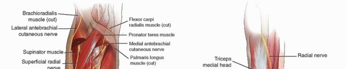 Mastering Forearm OR/IF: Lateral Antebrachial Cutaneous Nerve Safety