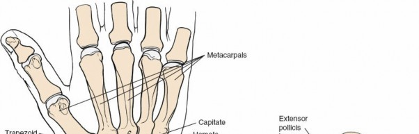 Illustration 46 for Dorsal Wrist Approach: Expert Access to the Column of the Distal Radius