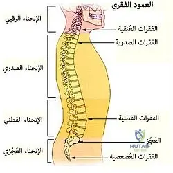 4 اسباب لالام فقرات الرقبة والظهر لا ينبغي تجاهلها
