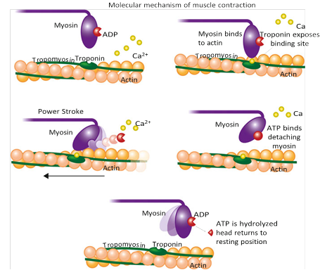 Illustration 7 for Decoding Von Willebrand Factor: Fundamental Basic Science Principles