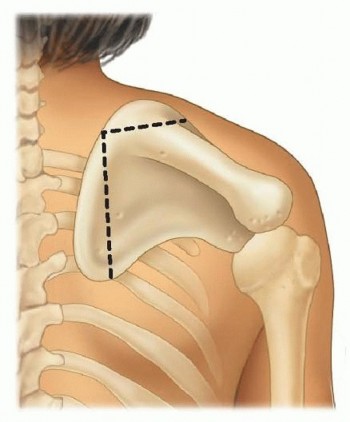 Illustration of elevation of the scapula - Dr. Mohammed Hutaif