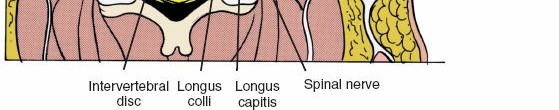 Illustration 15 for Mastering the Anterior Cervical Approach: Longus Colli Muscle Insights