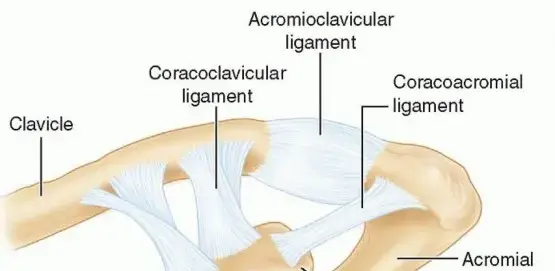صورة توضيحية لـ كسور لوح الكتف غير المفصلية: دليلك الشامل للتشخيص والعلاج والتعافي مع الأستاذ الدكتور محمد هطيف
