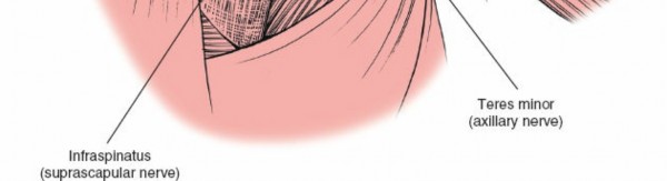 Illustration 166 for Essential Guide: Mastering Every Approach to the Shoulder