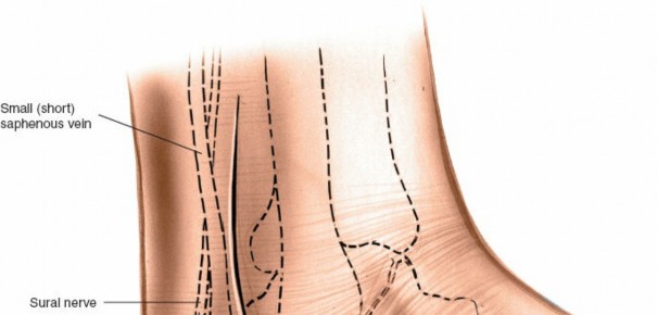 Illustration of posterior talocalcaneal joint - Dr. Mohammed Hutaif