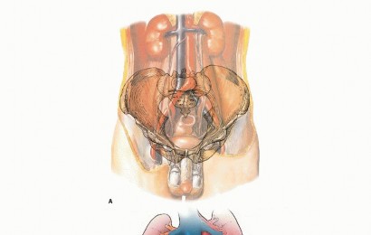 Surgical Pelvic Resection: Gluteus Maximus Muscle & Nerve Preservation