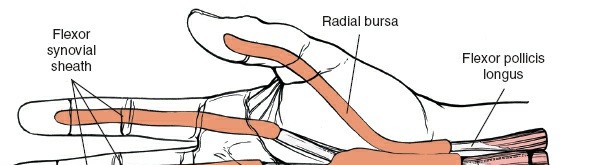 Illustration 238 for Essential Surgical Approaches: Uncover Every Aspect of the Wrist