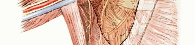 صورة توضيحية لـ استئصال أورام الكتف مع الحفاظ على الطرف: أحدث التقنيات لنتائج مثالية مع الأستاذ الدكتور محمد هطيف