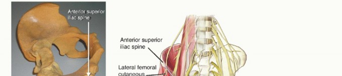 Illustration of iliac crest bone - Dr. Mohammed Hutaif