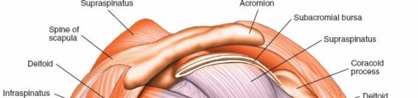 Illustration 207 for Essential Guide: Mastering Every Approach to the Shoulder