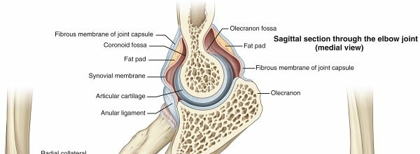 Unraveling Arm Anatomy: Bones, Muscles, & Ligaments of the Arm