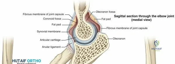 Illustration of arm anatomy arm - Dr. Mohammed Hutaif