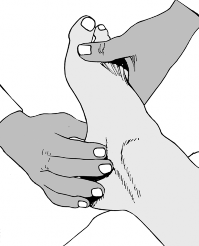 Uncover Ankle Stability: The Critical Surface of the Talus