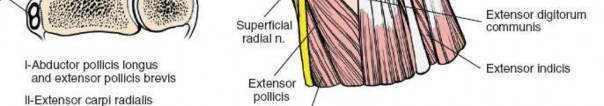 Illustration 33 for Dorsal Wrist Approach: Expert Access to the Column of the Distal Radius