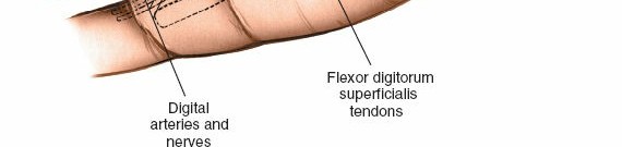 Illustration 223 for Essential Surgical Approaches: Uncover Every Aspect of the Wrist