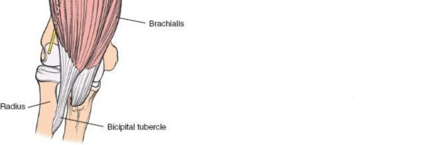 Illustration 72 for Essential Guide: Mastering Every Approach to the Shoulder