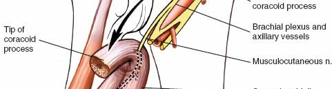 Illustration 27 for Essential Guide: Mastering Every Approach to the Shoulder