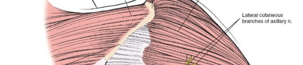 Illustration 2 for Precision Posterior Shoulder: Navigating the Border of the Teres