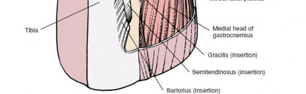Illustration 13 for Unlocking the Medial Side of the Knee: A Surgical Anatomy Guide