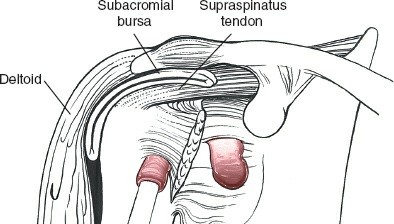 Illustration 145 for Essential Guide: Mastering Every Approach to the Shoulder