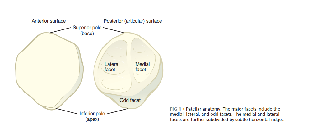 Surgical Repair of Fractured Portion of Patella: What to Expect