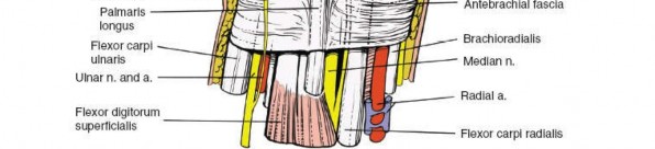 Illustration 100 for Essential Surgical Approaches: Uncover Every Aspect of the Wrist