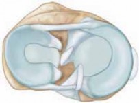 Meniscal Repair Explained: Anatomy, Function, & Treatment