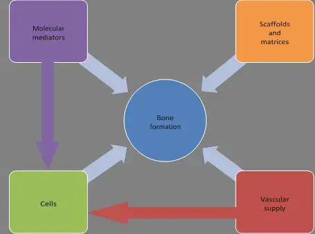 صورة توضيحية لـ تأخر وعدم التئام الكسور في صنعاء | د. محمد هطيف