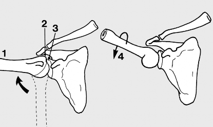 Mastering Shoulder Anatomy: An Interactive Orthopedic Guide