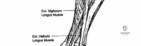 Illustration of tibia and fibula - Dr. Mohammed Hutaif
