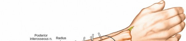 Illustration of ulna and wrist - Dr. Mohammed Hutaif