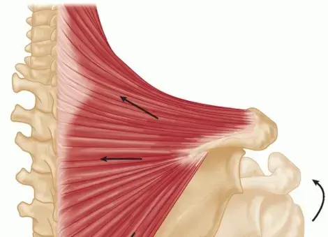 صورة توضيحية لـ وداعاً لآلام الكتف وتدلي الذراع: الحل الشامل لشلل العضلة شبه المنحرفة وإجراء إيدن-لانج مع الأستاذ الدكتور محمد هطيف