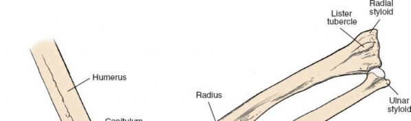 Illustration 85 for Mastering Approaches to the Upper Third of the Radius