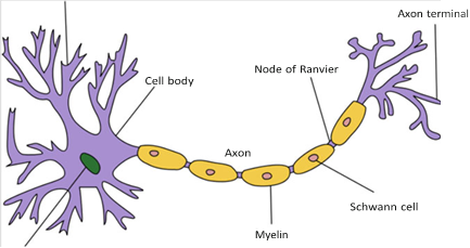 Illustration 2 for Decoding Von Willebrand Factor: Fundamental Basic Science Principles