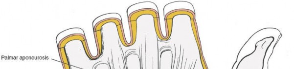 Illustration 12 for Volar Wrist Surgery: Master the Anatomy of the tendon of the flexor