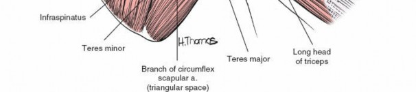 Illustration 11 for Precision Posterior Shoulder: Navigating the Border of the Teres
