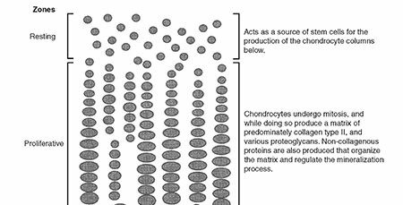 Mastering Pediatric Fractures and Dislocations: Essential Principles