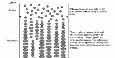 كسور وخلوع الأطفال: دليل شامل للآباء نحو التعافي التام مع الأستاذ الدكتور محمد هطيف