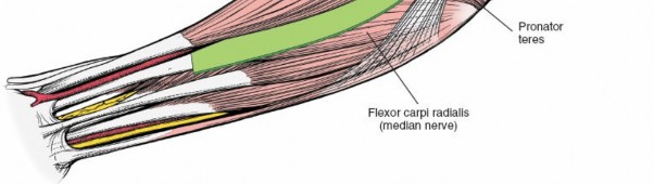 Illustration 6 for Mastering Approaches to the Upper Third of the Radius