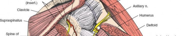Illustration 13 for Precision Posterior Shoulder: Navigating the Border of the Teres