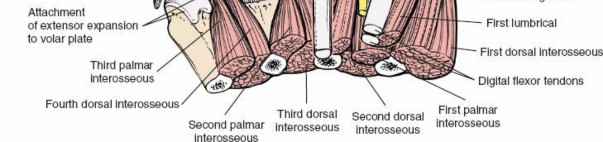 Illustration 212 for Essential Surgical Approaches: Uncover Every Aspect of the Wrist