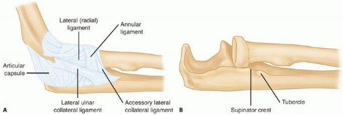 Elbow LCL Reconstruction: Master Stability with Extensor Carpi Ulnaris