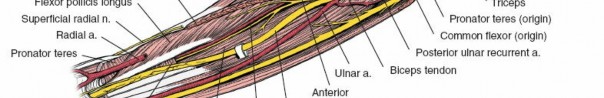 Illustration 34 for Mastering Approaches to the Upper Third of the Radius