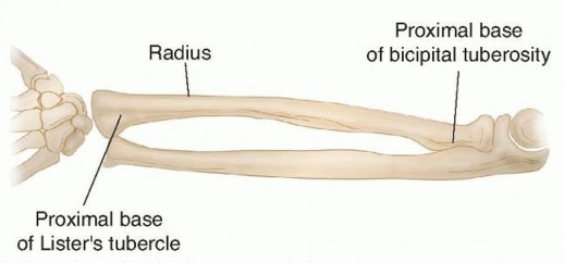 Mastering Intramedullary Fixation of Forearm Fractures
