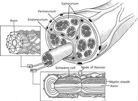 Illustration 3 for Decoding Von Willebrand Factor: Fundamental Basic Science Principles