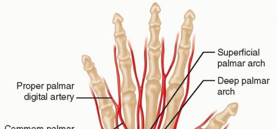 Surgical Treatment of Vasospastic and Vaso-occlusive Diseases of the Hand