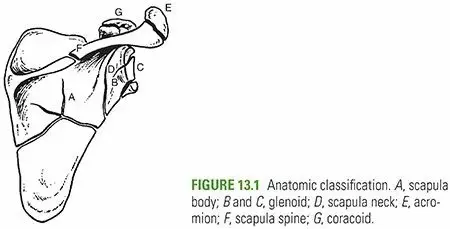 كسور لوح الكتف: دليلك الشامل لاستعادة صحة كتفك وحركته مع الأستاذ الدكتور محمد هطيف