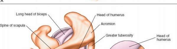 Illustration 241 for Essential Guide: Mastering Every Approach to the Shoulder