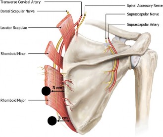 Illustration of elbow cases scapulothoracic - Dr. Mohammed Hutaif